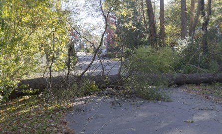 large tree across road