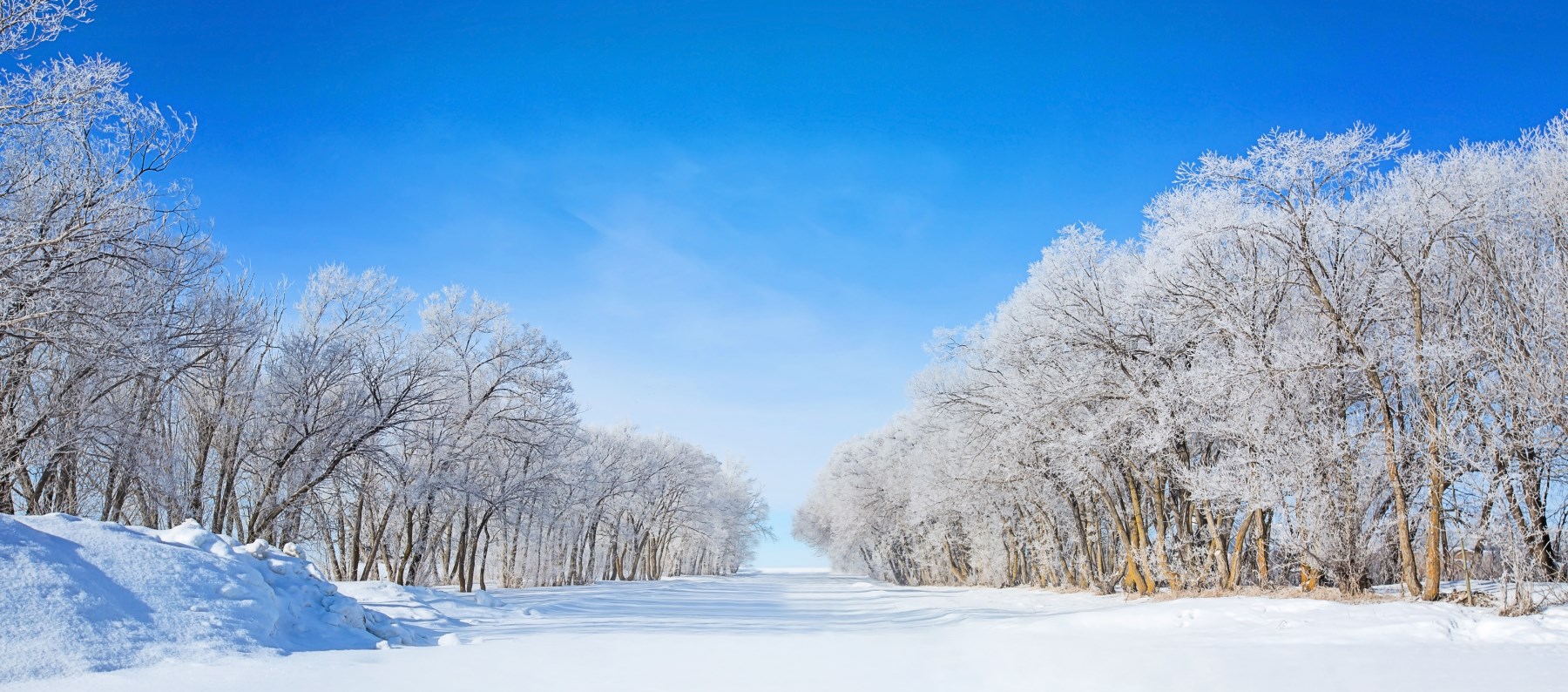 winter trees
