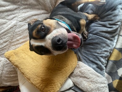 Mixed breed dog